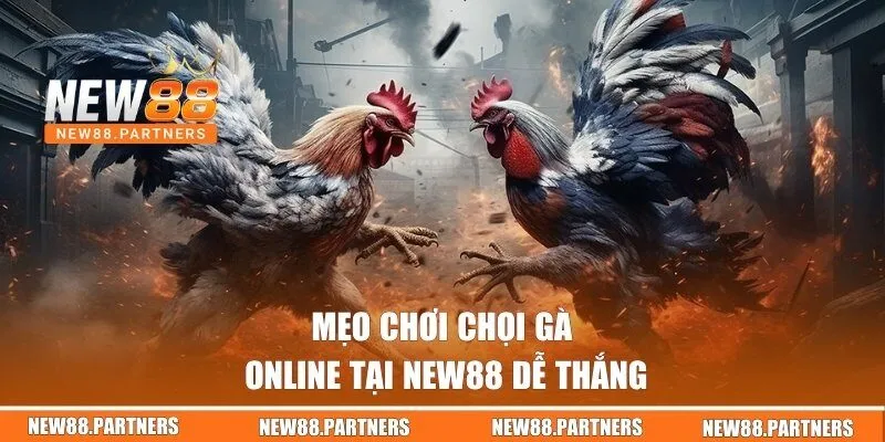 Mẹo chơi chọi gà online tại New88 dễ thắng